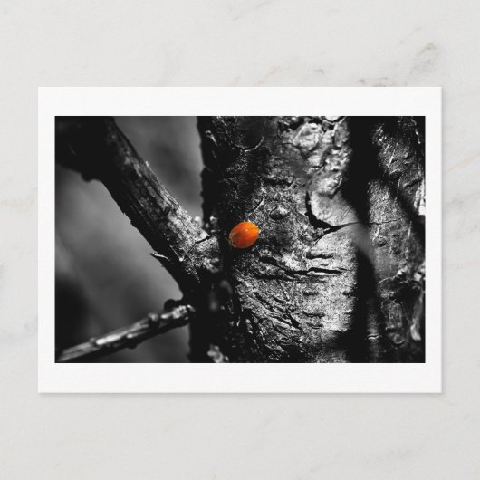 Carte Postale sourire pour une coccinelle (Devant)