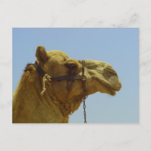 Carte Postale Sourire - tête de chameau avec ciel bleu