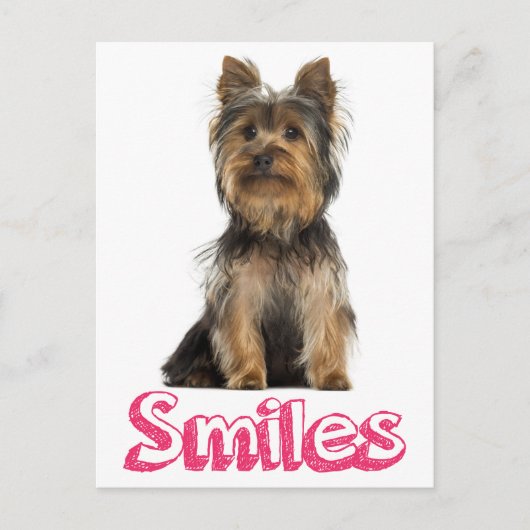 Carte Postale Sourires Yorkshire Terrier Chien Chien Chien Blanc (Devant)