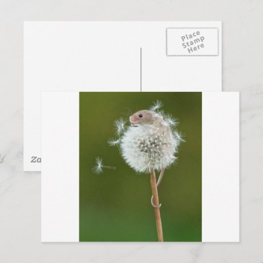 Carte Postale Souris (Devant / Derrière)