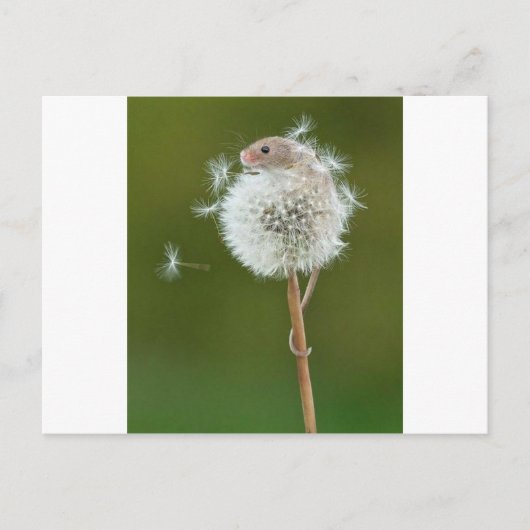 Carte Postale Souris (Devant)