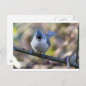 Carte Postale souris (Devant / Derrière)