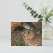 Carte Postale souris (Debout devant)