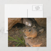 Carte Postale souris (Devant / Derrière)