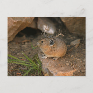 Carte Postale souris