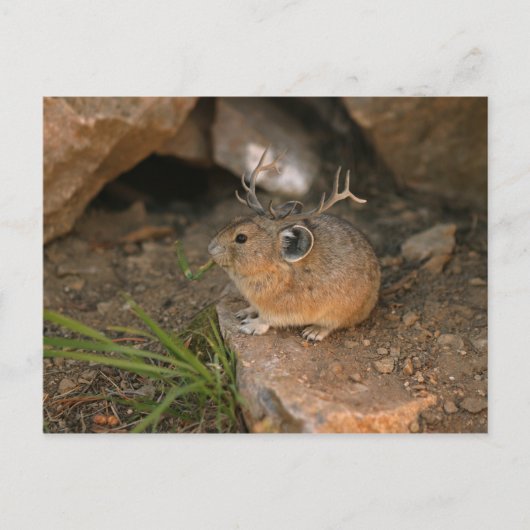 Carte Postale souris (Devant)