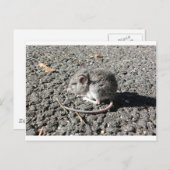 Carte Postale Souris bébé (Devant / Derrière)