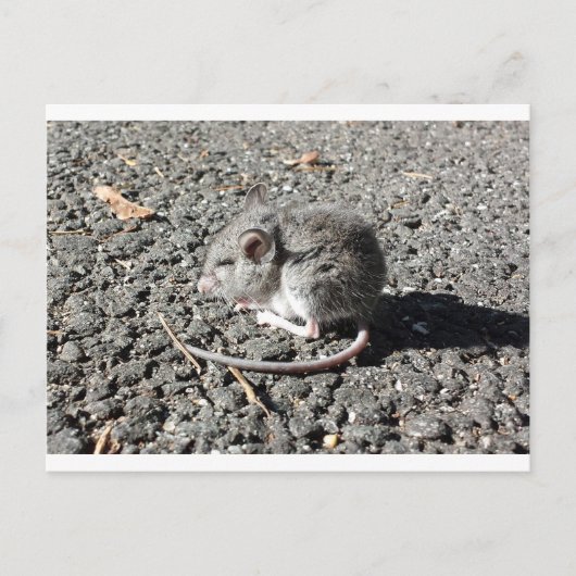 Carte Postale Souris bébé (Devant)