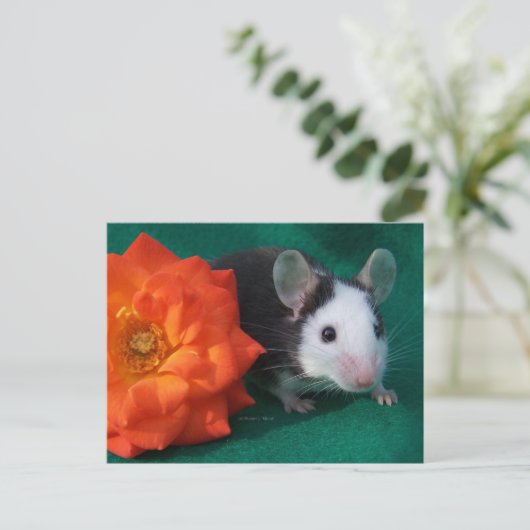 Carte Postale Souris blanche noire et rose à thé orange (Debout devant)