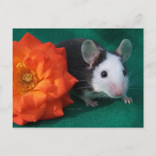 Carte Postale Souris blanche noire et rose à thé orange