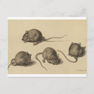 Carte Postale souris-clipart-2