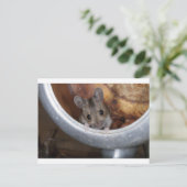Carte Postale Souris dans une théière (Debout devant)