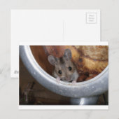 Carte Postale Souris dans une théière (Devant / Derrière)