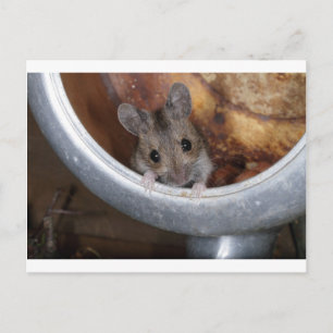 Carte Postale Souris dans une théière