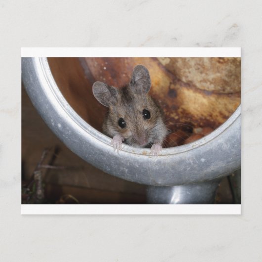 Carte Postale Souris dans une théière (Devant)