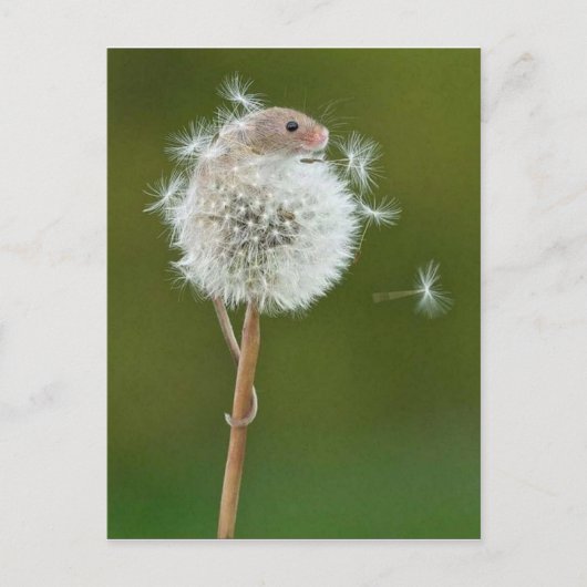 Carte postale - Souris de campagne et Dandelion (Devant)