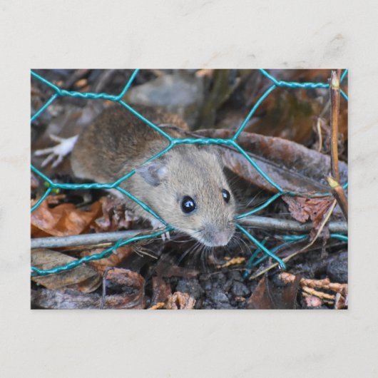 Carte Postale Souris en bois (Devant)