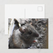 Carte Postale Souris en bois (Devant / Derrière)