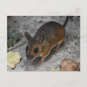 Carte Postale Souris en bois