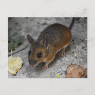 Carte Postale Souris en bois