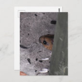 Carte Postale Souris en bois (Devant / Derrière)