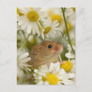 Carte postale - Souris mignonne parmi les pâqueret