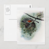 Carte Postale Souris pointu perché sur Pinecone (Devant / Derrière)