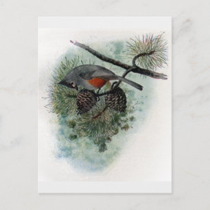 Carte Postale Souris pointu perché sur Pinecone