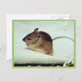 Carte Postale Souris sauteuse du pré de Prebles (Devant / Derrière)