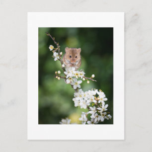 Carte postale - Souris sauvage appréciant les fleu