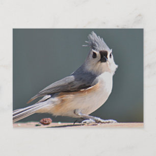Carte Postale Souris touffu