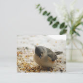 Carte Postale Souris Tufted adorable (Debout devant)