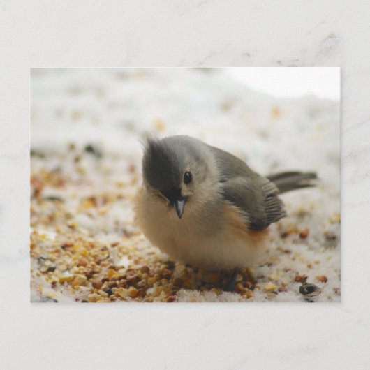 Carte Postale Souris Tufted adorable (Devant)