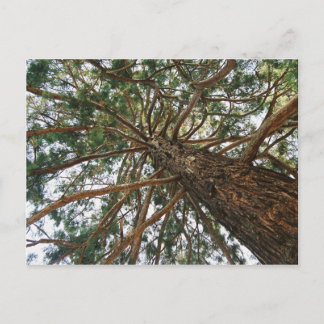 Carte Postale Sous l'arbre