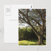 Carte Postale Sous l'arbre de pluie (Devant / Derrière)