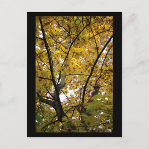 Carte Postale Sous les Feuilles jaunes en automne Mini impressio