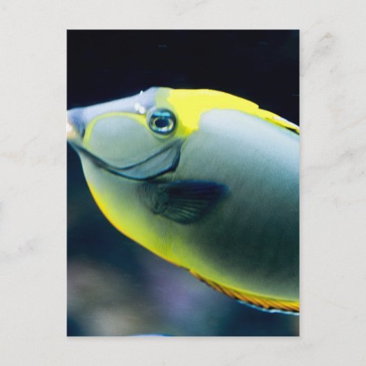 Carte Postale Sous-marin (Devant)