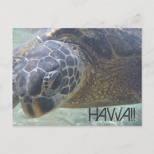 Carte postale sous-marine de la tortue marine (Devant)