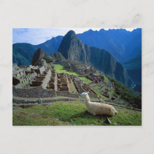 Carte Postale South America, Peru. A llama rests on a hill