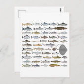 Carte Postale South Asia Freshwater Fish Group (Devant / Derrière)