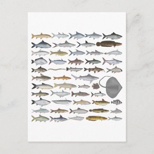 Carte Postale South Asia Freshwater Fish Group (Devant)