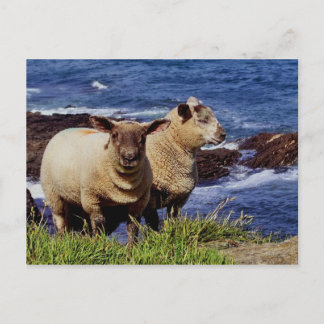 Carte Postale South Devon Deux Agneaux Sur Le Chemin Côtier Clif