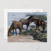 Carte Postale South Devon Trois Ponies Dartmoor Jouant Sur La Pl (Devant / Derrière)