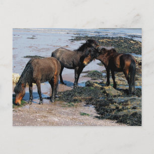 Carte Postale South Devon Trois Ponies Dartmoor Jouant Sur La Pl