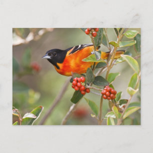 Carte Postale South Padre Island, Texas, États-Unis, Oriole de B