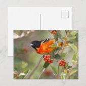 Carte Postale South Padre Island, Texas, USA, Baltimore Oriole (Devant / Derrière)