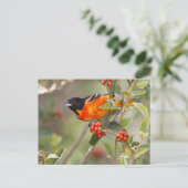 Carte Postale South Padre Island, Texas, USA, Baltimore Oriole (Debout devant)