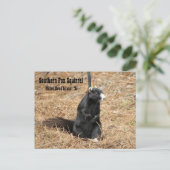 Carte postale Southern Fox Squirel (Debout devant)