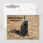 Carte postale Southern Fox Squirel (Devant / Derrière)