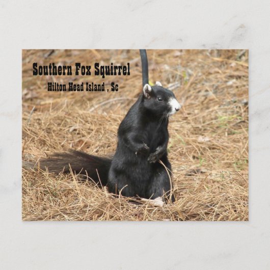 Carte postale Southern Fox Squirel (Devant)
